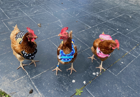 Chicken Harness With Lead Pink