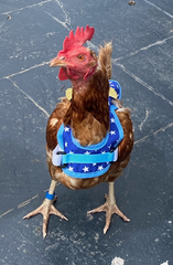 Chicken Harness With Lead Blue