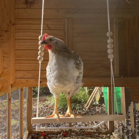 Chicken Coop Swing