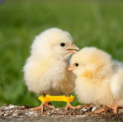 Leg Braces for Spraddle Leg  (1 to 3 Days Newly Hatched) 2 pack