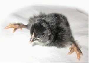Leg Braces for Spraddle Leg  (1 to 3 Days Newly Hatched) 2 pack