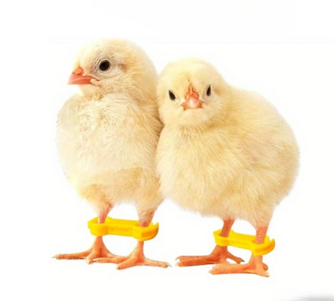 Leg Braces for Spraddle Leg  (1 to 3 Days Newly Hatched) 2 pack