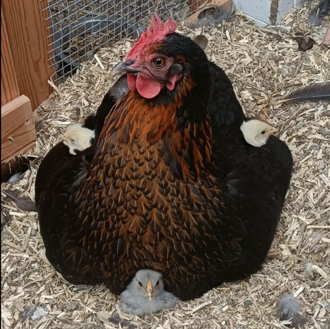 Industrial Hemp Hurd Animal Bedding