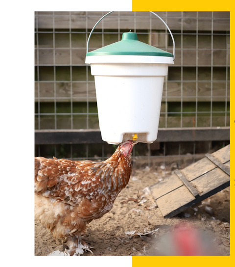 Drink-o-Matic  12L Poultry Hanging Bucket Drinker with Nipples