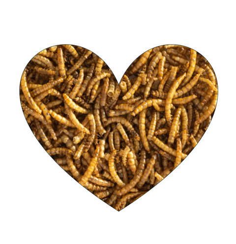 Dried Meal Worms 300g