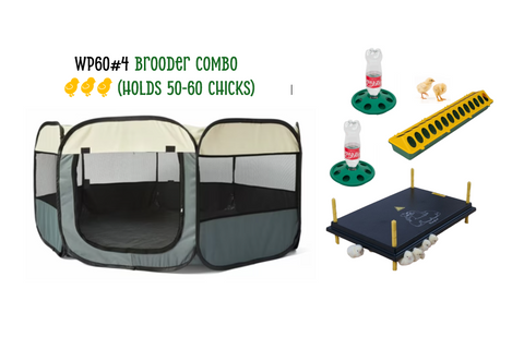 Chick Brooder combo  WP60 #4
