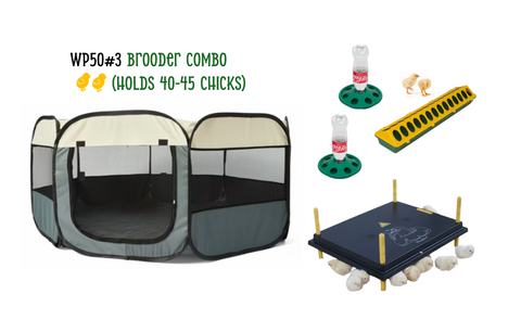 Chick Brooder combo  WP50 #3