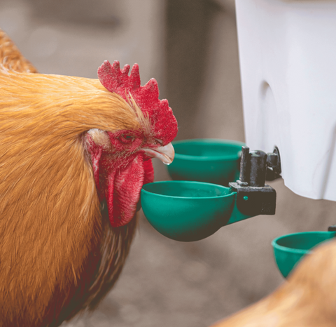 Aviaqua 8L Drinker + 3 Swing Cups