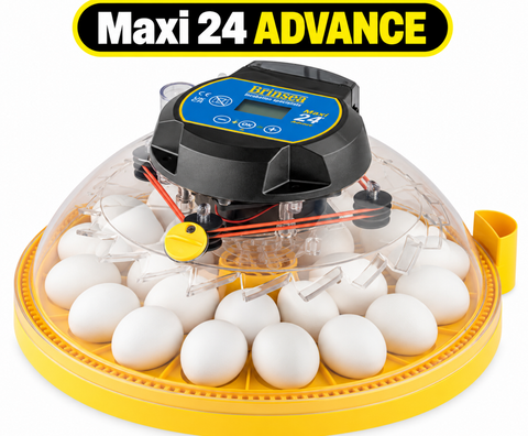 Brinsea Maxi 24 Advance Incubator (semi automatic)