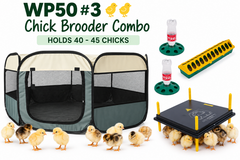 Chick Brooder combo  WP50 #3