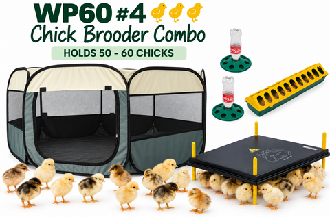 Chick Brooder combo  WP60 #4