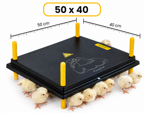 Comfort Chicks Heat Plate 50 x 40cm (40-45 Day Old Chicks)