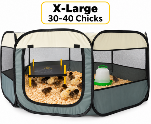 Pop- Up Chick Brooder Xtra Large 30-40 chicks
