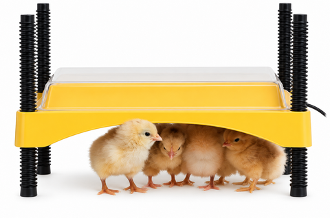 Brinsea EcoGlow Safety 600 Chick Brooder (15-20 Day Old Chicks)