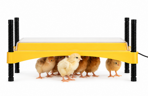 Brinsea EcoGlow Safety 1200 Chick Brooder (30-35 Day Old Chicks)