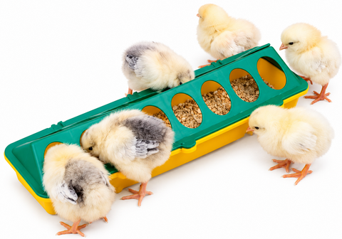 Chick Feeder Trough 300mm 16 Hole