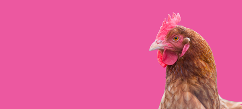 New Range Launching Soon!