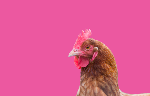 New Range Launching Soon!