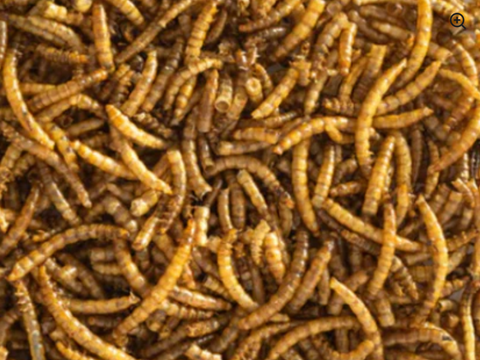 Cluckers Dried Meal Worms - 500g