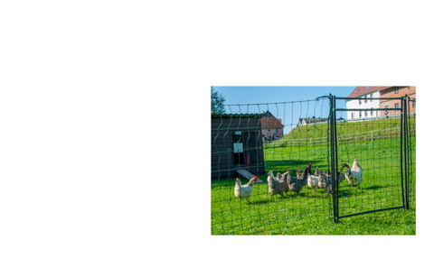 Poultry Fencing