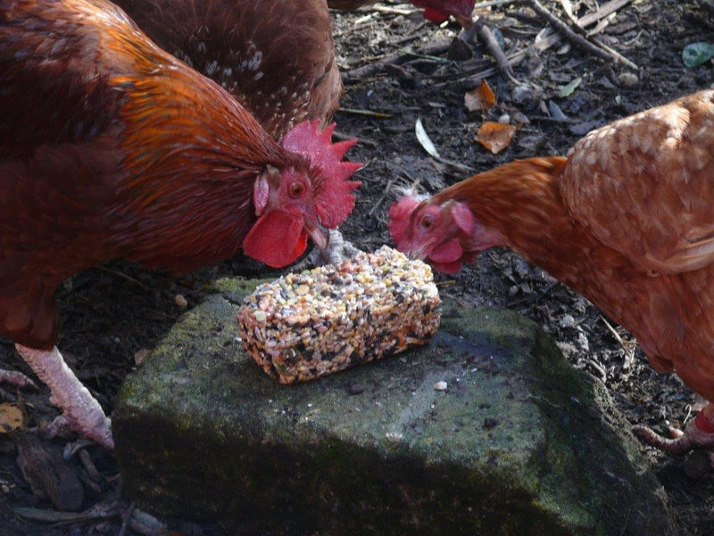 Poultry Pecking Block