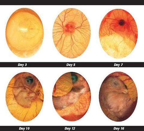 Candling Eggs Guide