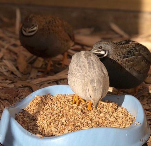 Game & Quail Crumble 25kg