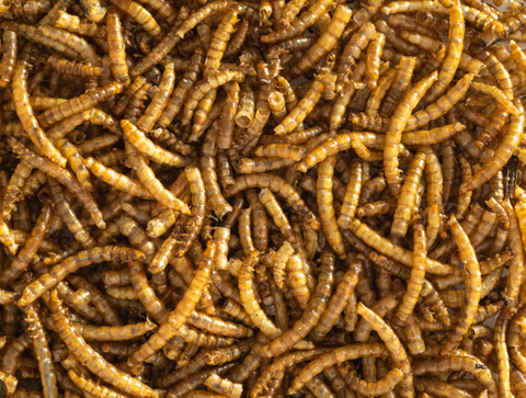 Dried Meal Worms 1kg (Pick n Mix)