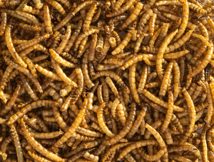 Dried Meal Worms 1kg (Pick n mix)