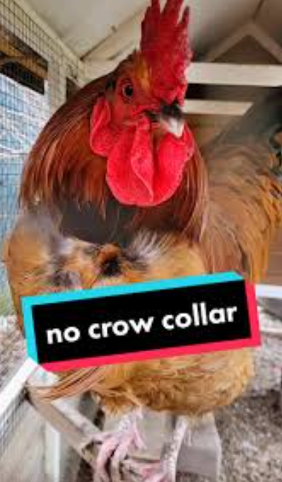 No Crow Rooster Collar 2 Pack
