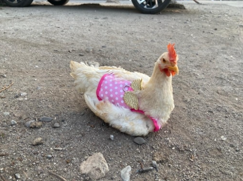 Chicken Harness With Lead Pink