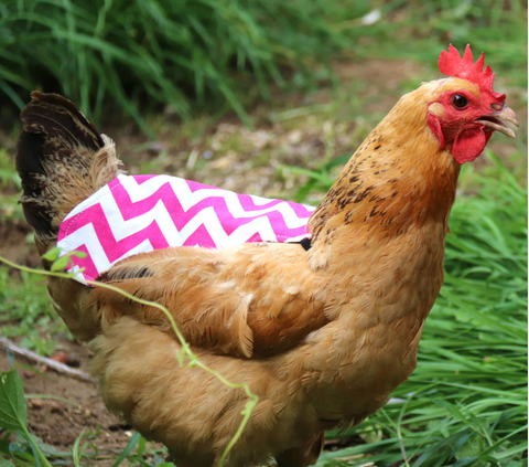 Chicken Saddle Pink